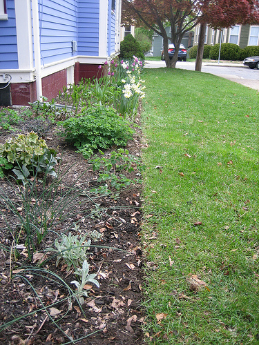 The garden, after a savage edging