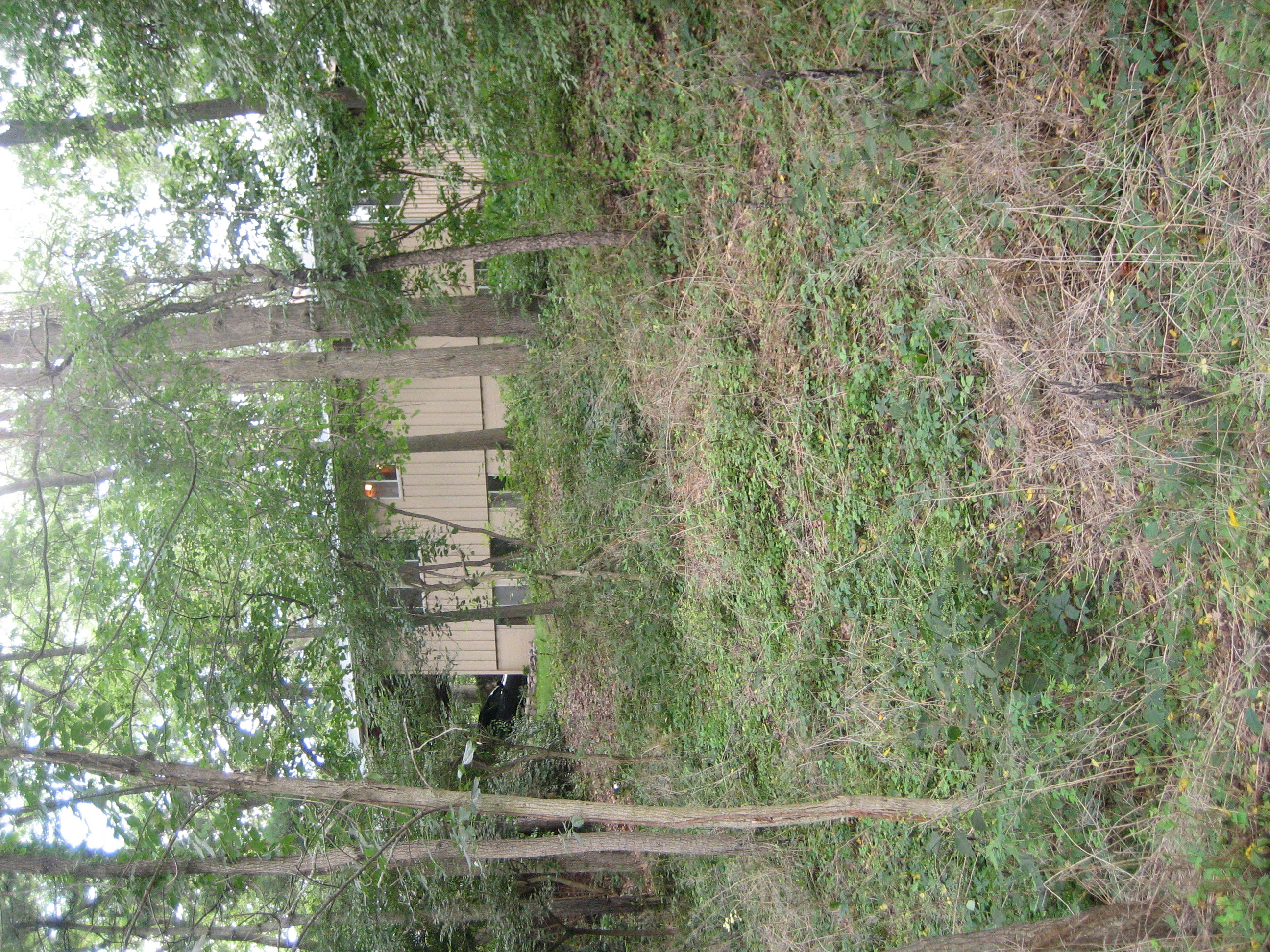 The zipline site, looking back up the hill